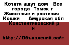 Котята ищут дом - Все города, Томск г. Животные и растения » Кошки   . Амурская обл.,Константиновский р-н